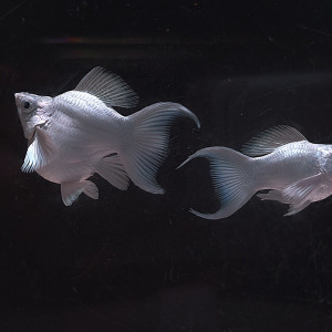 [에스아쿠아 쇼핑몰 테스트(1인 마릿수 제한)] 보석눈 플래티넘 화이트 숏바디 라이어테일 몰리 1마리