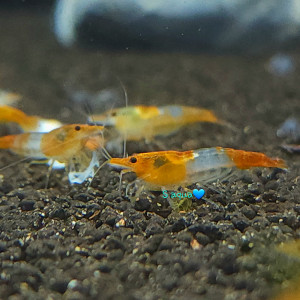 오렌지릴리 쉬림프