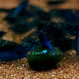 블루벨벳 쉬림프