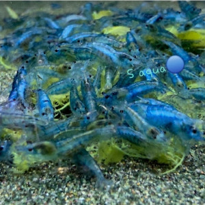 블루젤리 쉬림프