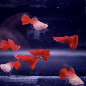 알비노 풀레드 슈퍼숏바디 1쌍