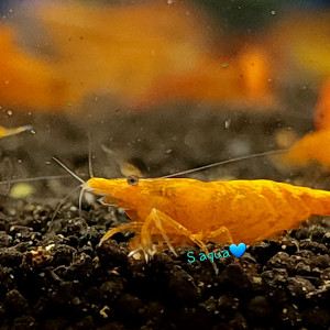 썬키스트 쉬림프 1마리