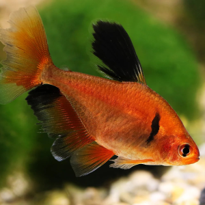 푸들 샤페 테트라