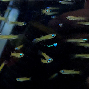 램프아이 1마리