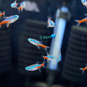 네온테트라 1마리