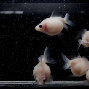 밀크진주린 베이비 1마리