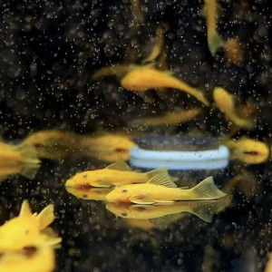 L144 안시 숏핀 3~4cm급 전후 1마리