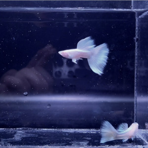 슈퍼화이트 1마리