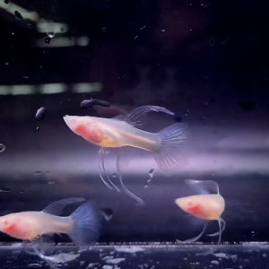 알비노 블루토파즈 글라스벨리 빅C리본 1쌍