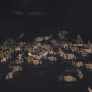 팬더 코리도라스 1마리