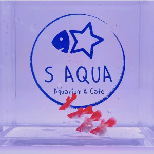 홍백 벌룬 구피 1마리