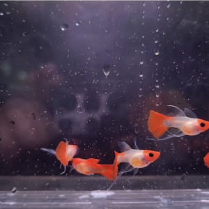 코이 글라스벨리 숏바디 리본