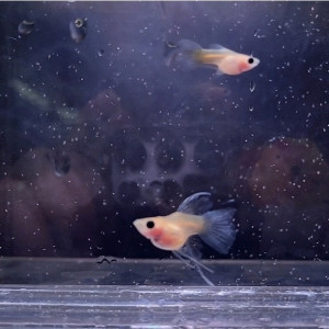 오션토파즈 리본