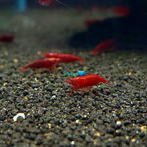 블러디메리 쉬림프