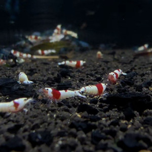 CRS(크리스탈 레드 쉬림프)