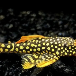 L014 골디/선샤인 플레코 7-8cm급