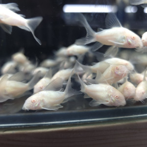 알비노 화이트 코리도라스 롱핀