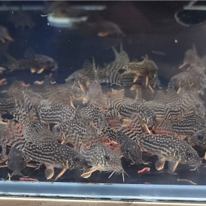 스터바이 코리도라스