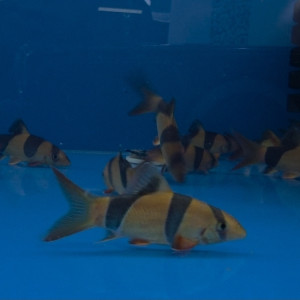 크라운로치 8cm급 전후 사이즈 1마리