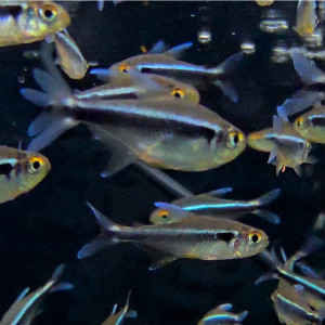 블랙네온 테트라