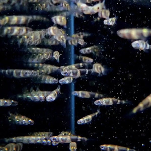 크라운 킬리피쉬