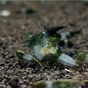 그린릴리 쉬림프