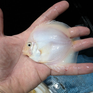 스노우화이트 하이바디 디스커스 3인치(바디) 1마리