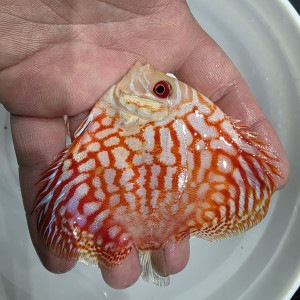 레드피죤 하이바디 디스커스 3인치(바디) 1마리