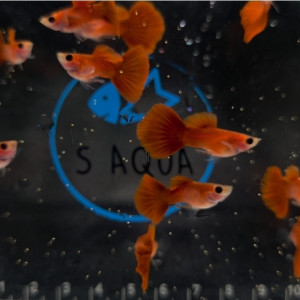 검은눈 풀레드 글라스벨리 숏바디 1쌍 (1인 마릿수 최대 2쌍 제한)