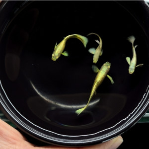 24K 풀골드 풀컬러이어 구피 1쌍