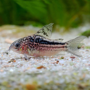 엘레강스 코리도라스