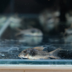 리오메타 코리도라스