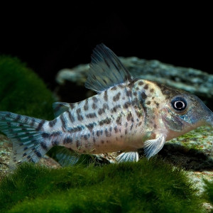 펀타투스 나나이 코리도라스