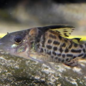 펀타투스 나포 코리도라스