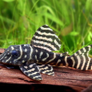 L333 킹타이거 4-5cm급