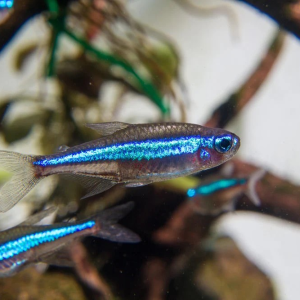 그린네온 테트라