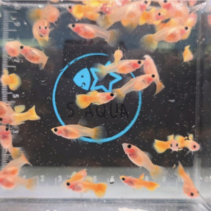 몽키바나나 1마리
