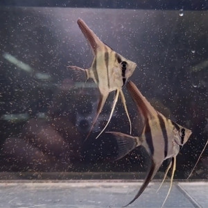 아타바포 알텀 F1 5cm 전후 1마리